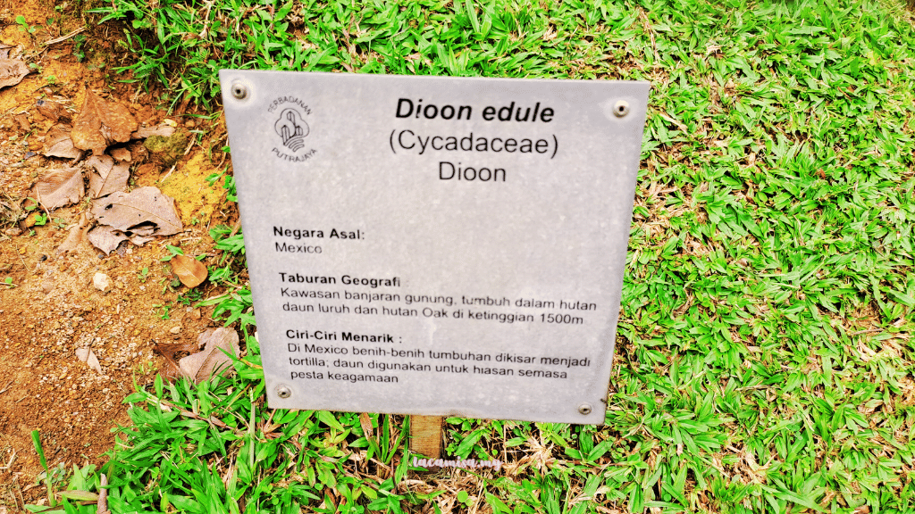 More informations about Mexican fern palm (Dioon edule)
