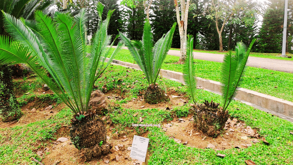 
Mexican fern palm (Dioon edule) in Taman Saujana Hijau Putrajaya