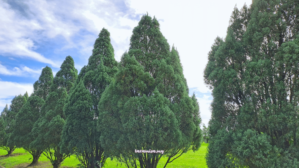 A row of Juniperus chinensis in European Garden, Taman Saujana Hijau Putrajaya
