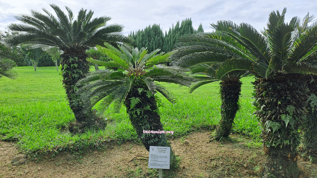 Other unique plants can be found in Taman Saujana Hijau is Cycas revoluta