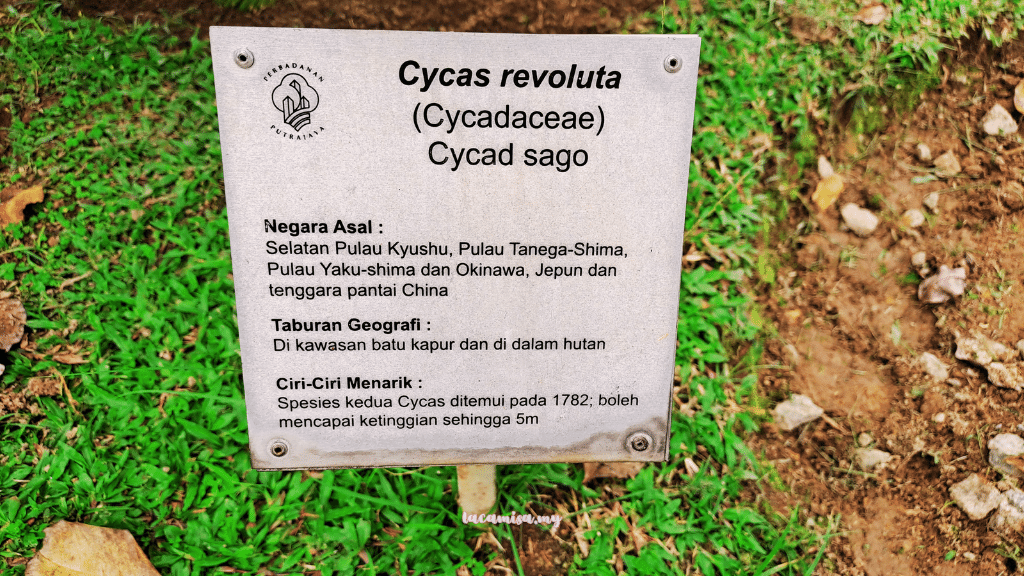 More informations about Cycas revoluta in Taman Saujana Hijau Putrajaya