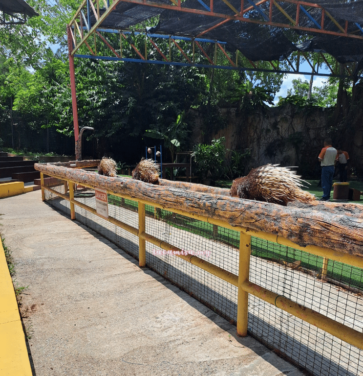 AFamosa-Safari-Wonderland-Animal-Fantasy-Show-porcupin