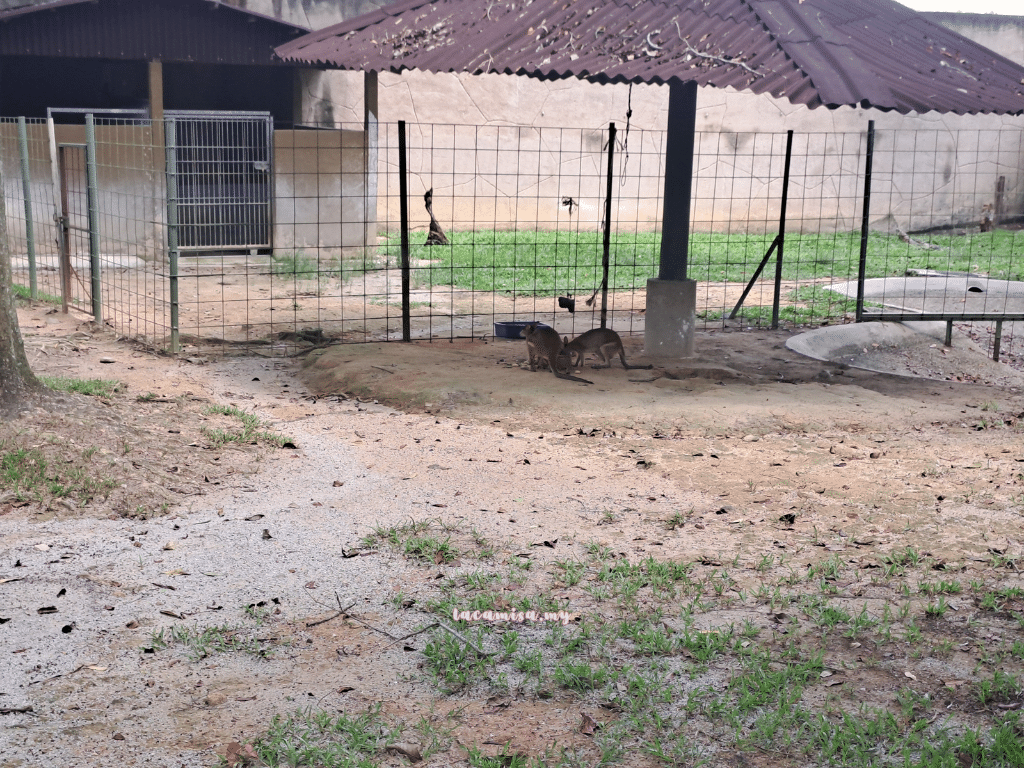 A'Famosa Safari Wonderland Melaka (Agile Wallaby)