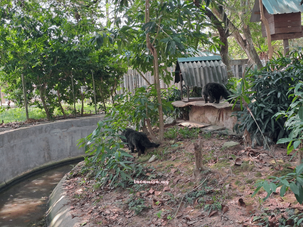 A'Famosa Safari Wonderland Melaka (Binturong)