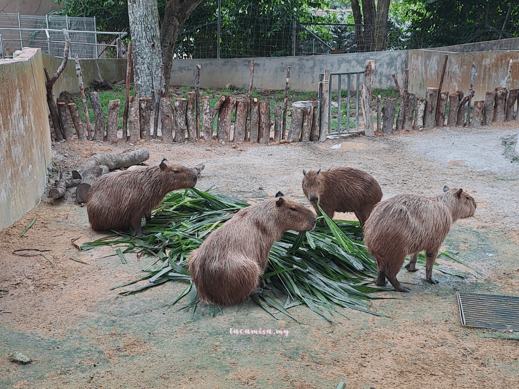 A'Famosa Safari Wonderland Melaka (Capybara eating)