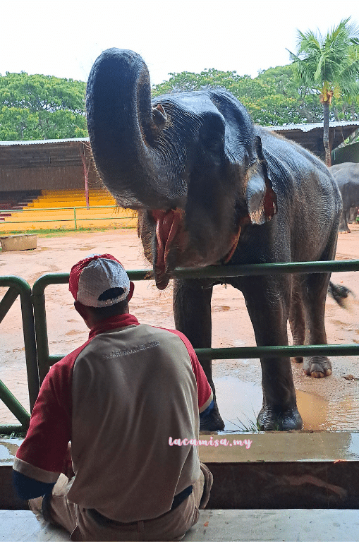 A'Famosa Safari Wonderland Melaka (Elephant Feeding)