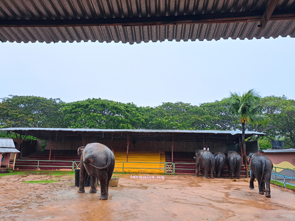 A'Famosa Safari Wonderland Melaka (In Nature Elephant)