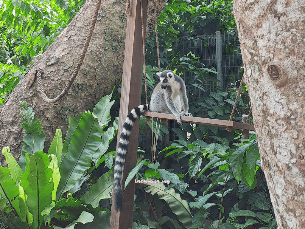 A'Famosa Safari Wonderland Melaka (Lemur)