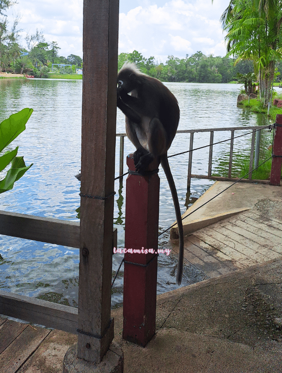 A'Famosa Safari Wonderland Melaka (Monkey Island Cruise_dusky leaf monkey)