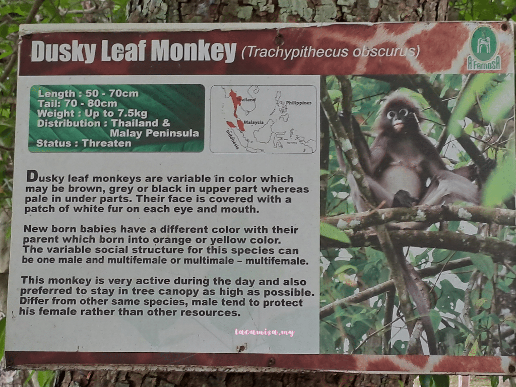 A'Famosa Safari Wonderland Melaka (Monkey Island Cruise_dusky leaf monkey_infos)