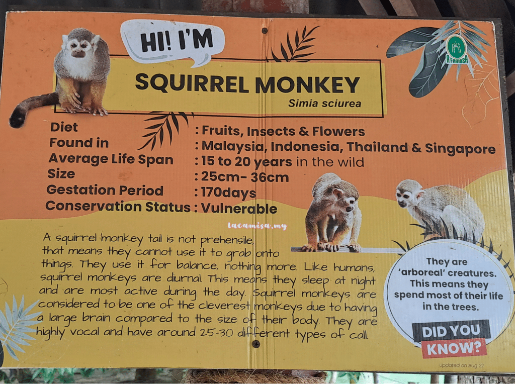 A'Famosa Safari Wonderland Melaka (Monkey Island Cruise_squirrel monkey_info)