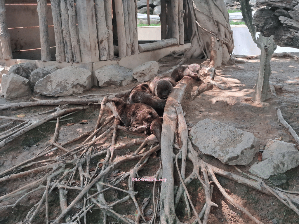 A'Famosa Safari Wonderland Melaka (Otter)