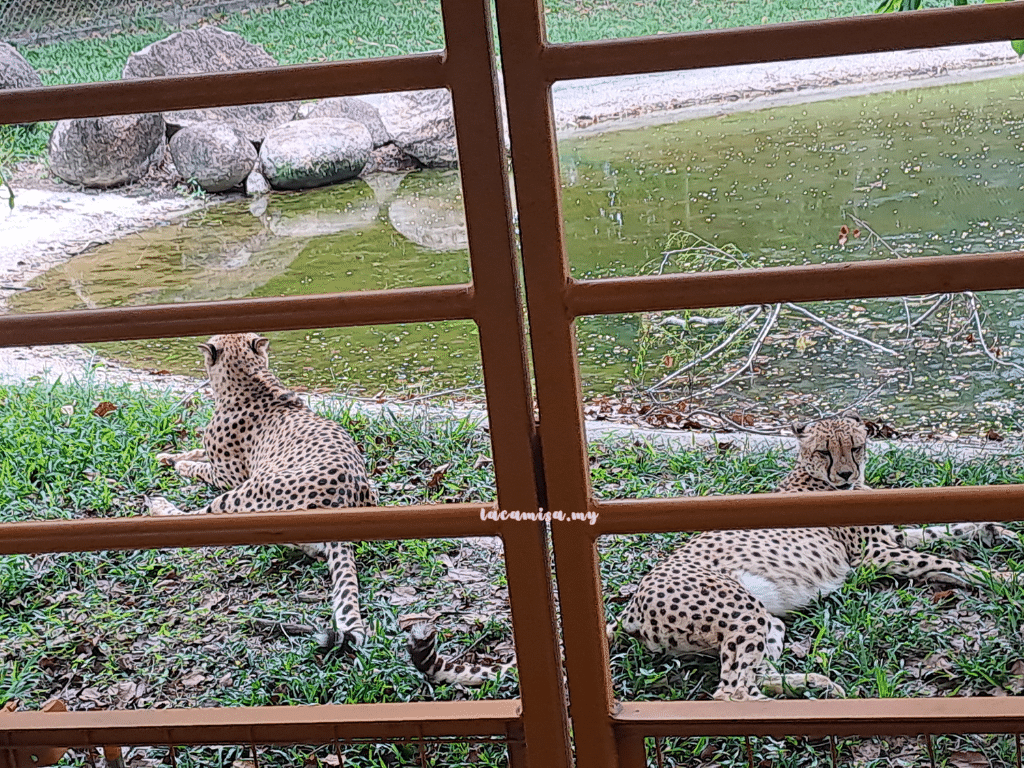 A'Famosa Safari Wonderland Melaka (Safari Truck_leopards up close)