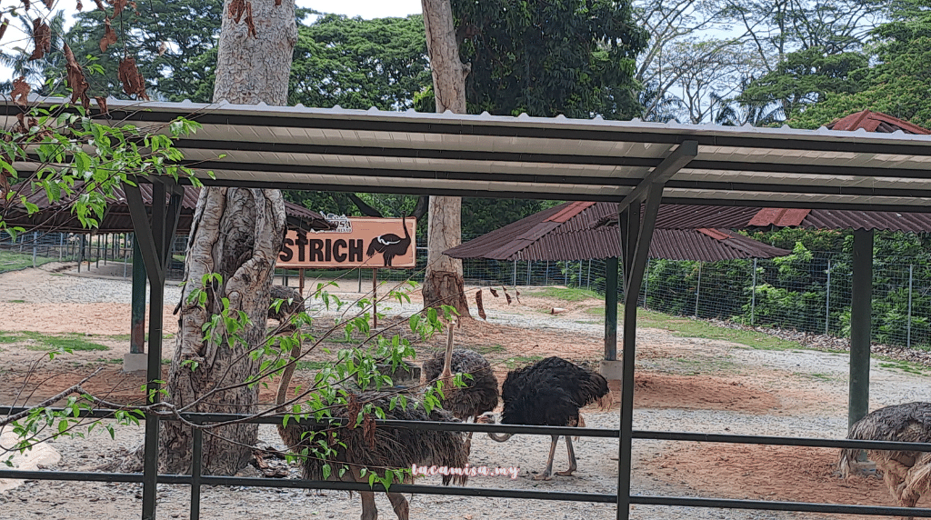 A'Famosa Safari Wonderland Melaka (Safari Truck_ostrich)