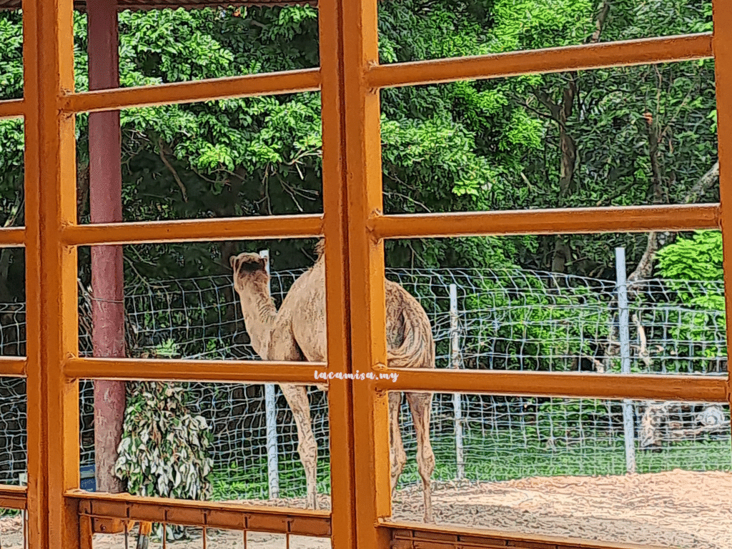 A'Famosa Safari Wonderland Melaka (Safari Truck_the camels)