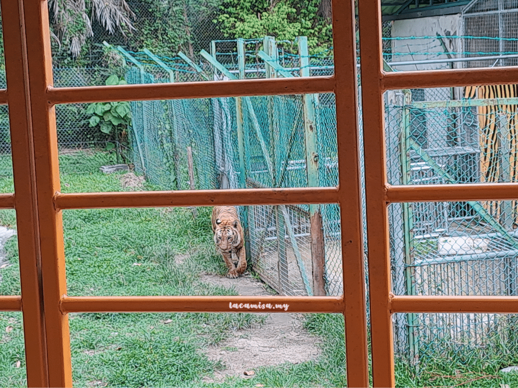 A'Famosa Safari Wonderland Melaka (Safari Truck_the tiger)