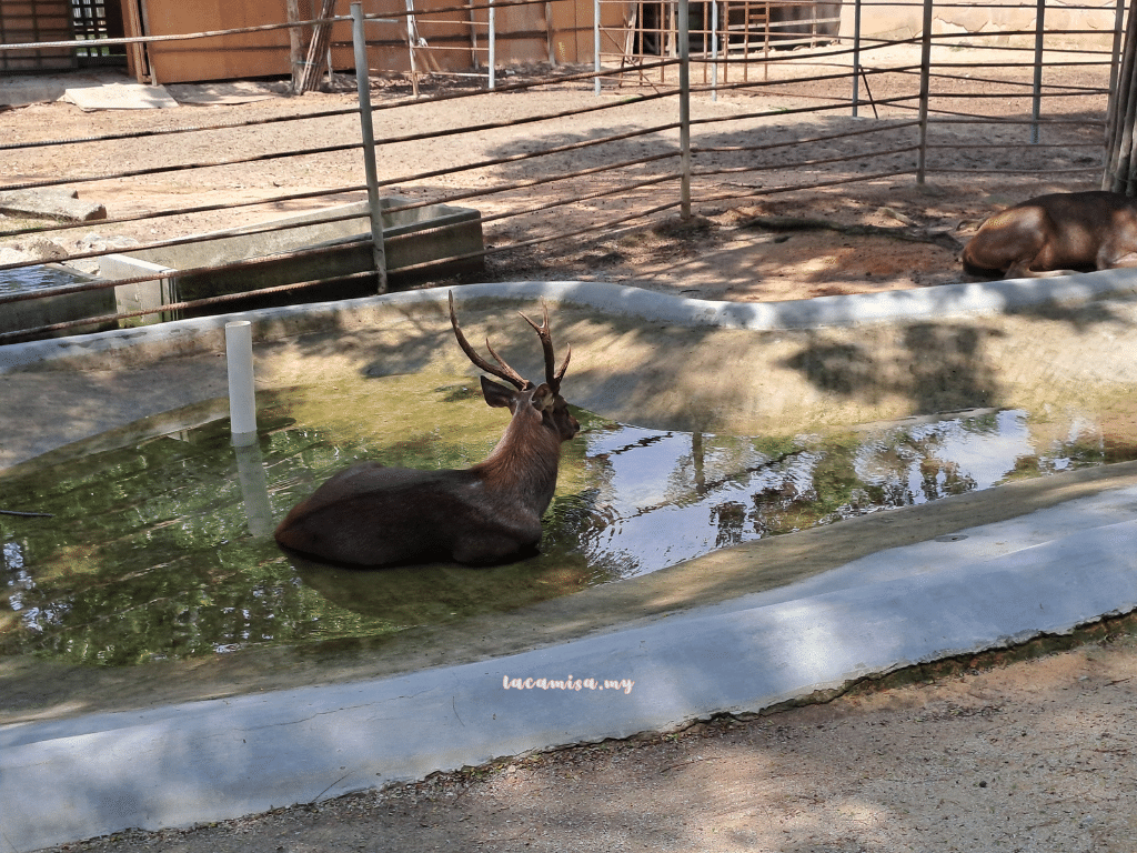 A'Famosa Safari Wonderland Melaka (Sambar Deer)