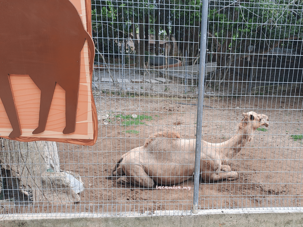 A'Famosa Safari Wonderland Melaka (camel)