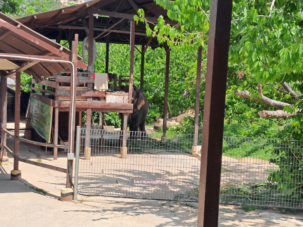 A'Famosa Safari Wonderland Melaka (elephant sanctuary)