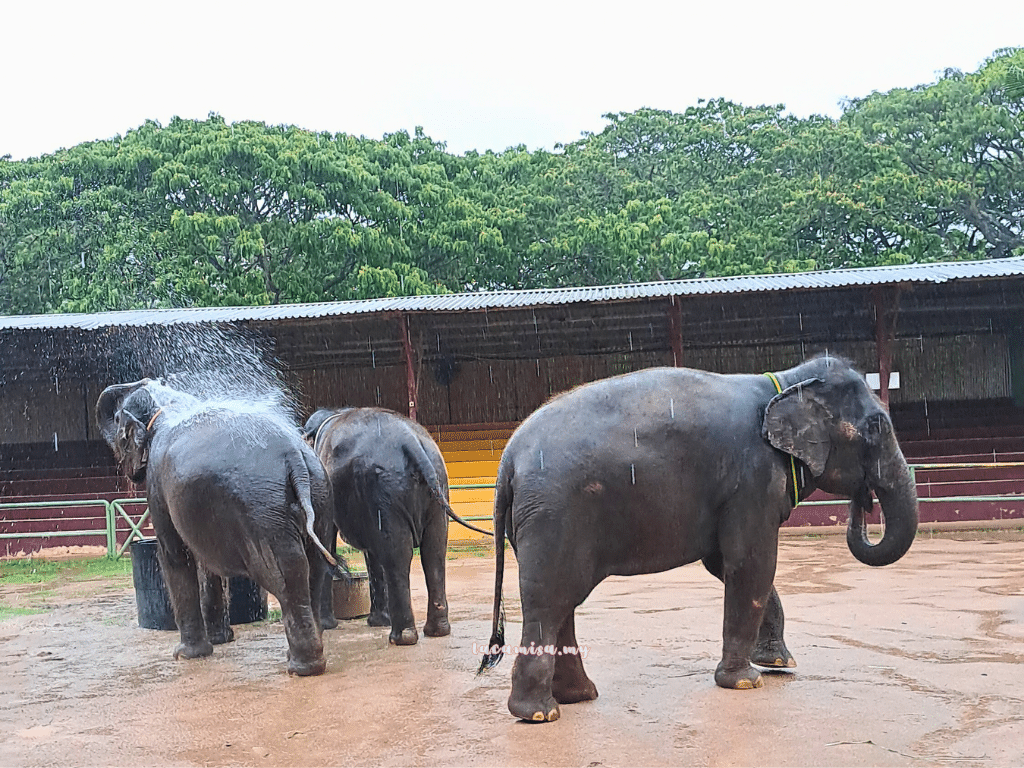 Elephants show in A'Famosa Safari Wonderland