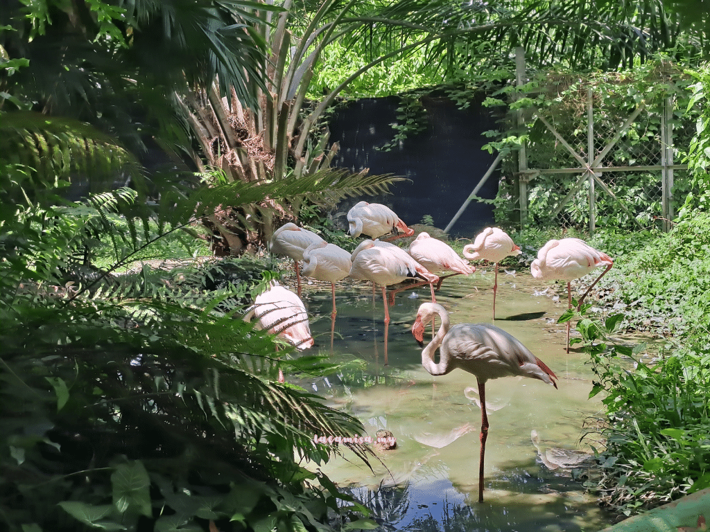 A'Famosa Safari Wonderland Melaka (flamingo)