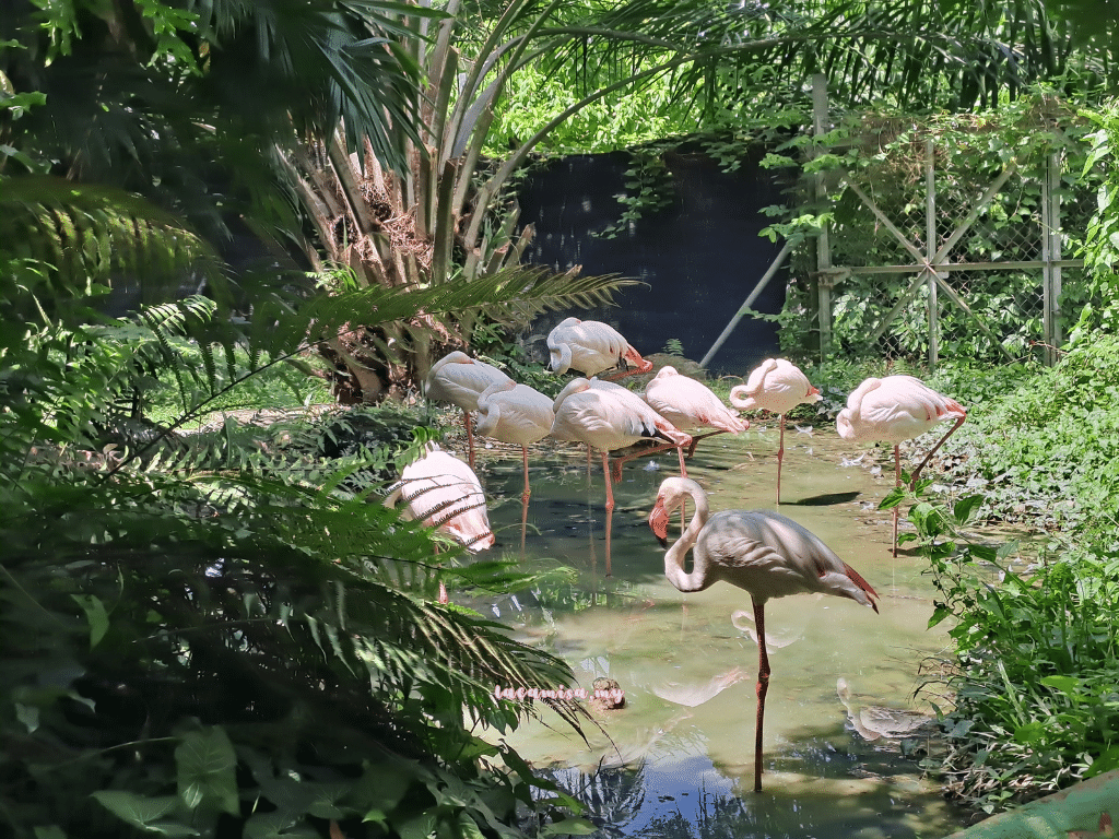 Flamingos in A'Famosa Safari Wonderland