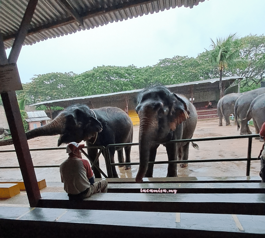 A'Famosa Safari Wonderland Melaka (in nature elephant_up close)