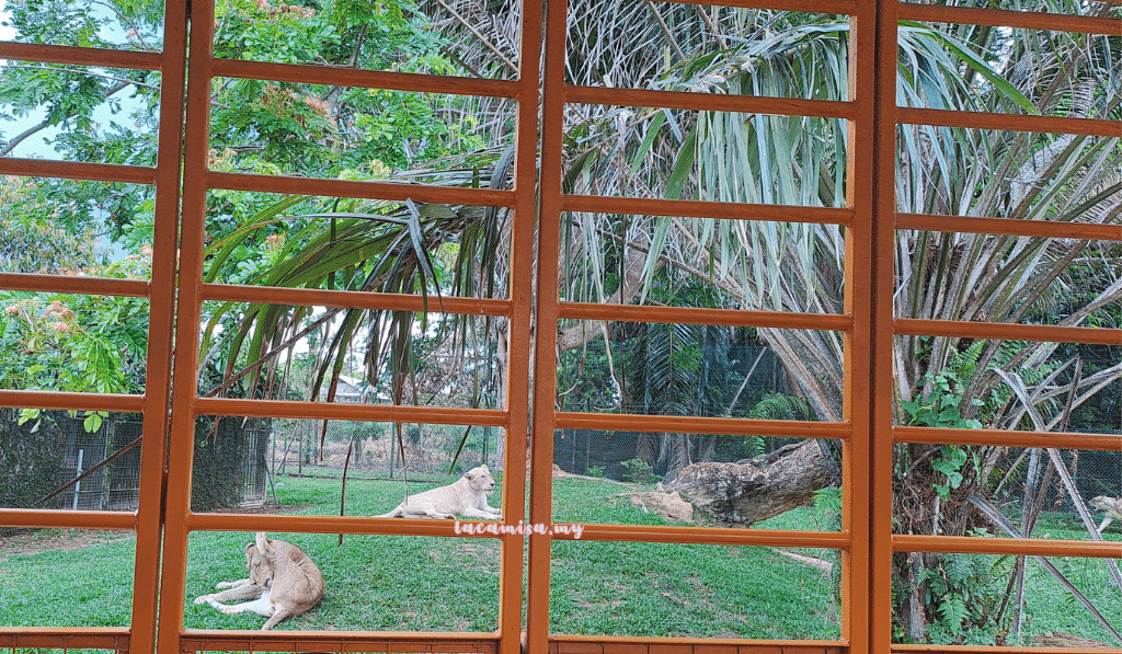 A'Famosa Safari Wonderland Melaka (lioness)