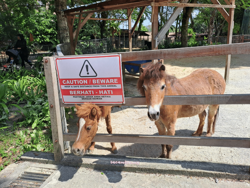 A'Famosa Safari Wonderland Melaka (miniature horse)