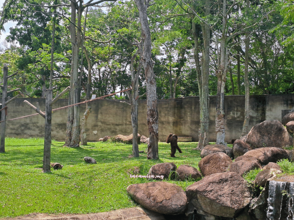 A'Famosa Safari Wonderland Melaka (orang utans of borneo walking)