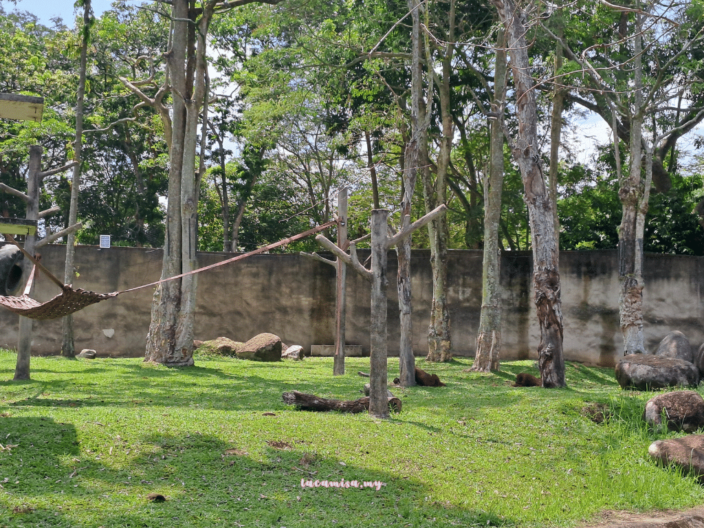 A'Famosa Safari Wonderland Melaka (orang utans of borneo)