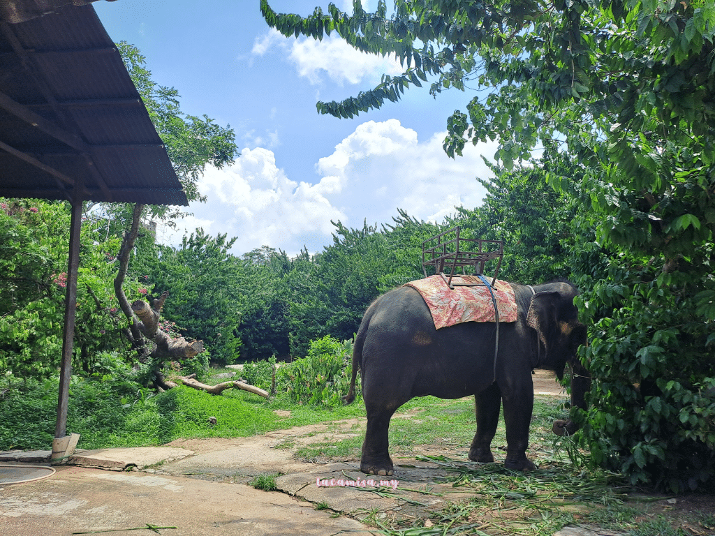 A'Famosa Safari Wonderland Melaka (the elephant)