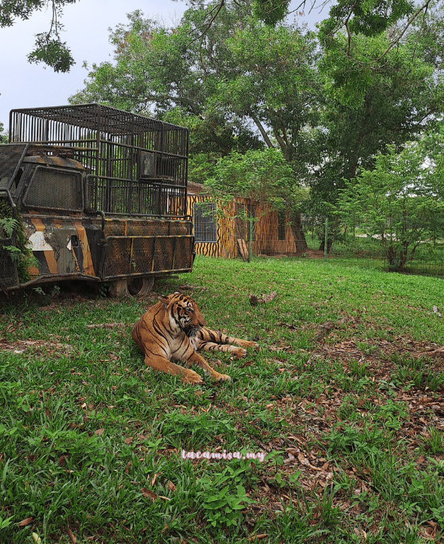 A'Famosa Safari Wonderland Melaka (the tigers)