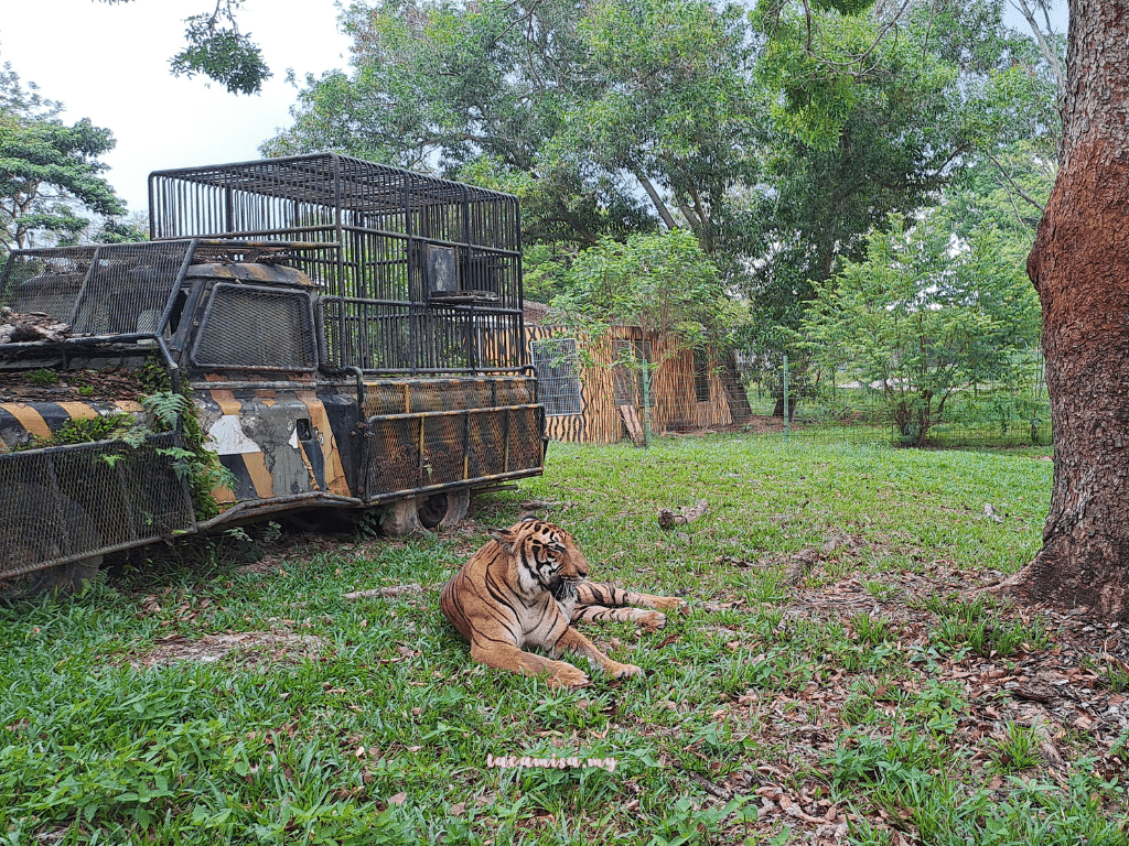 Tiger in A'Famosa Safari Wonderland