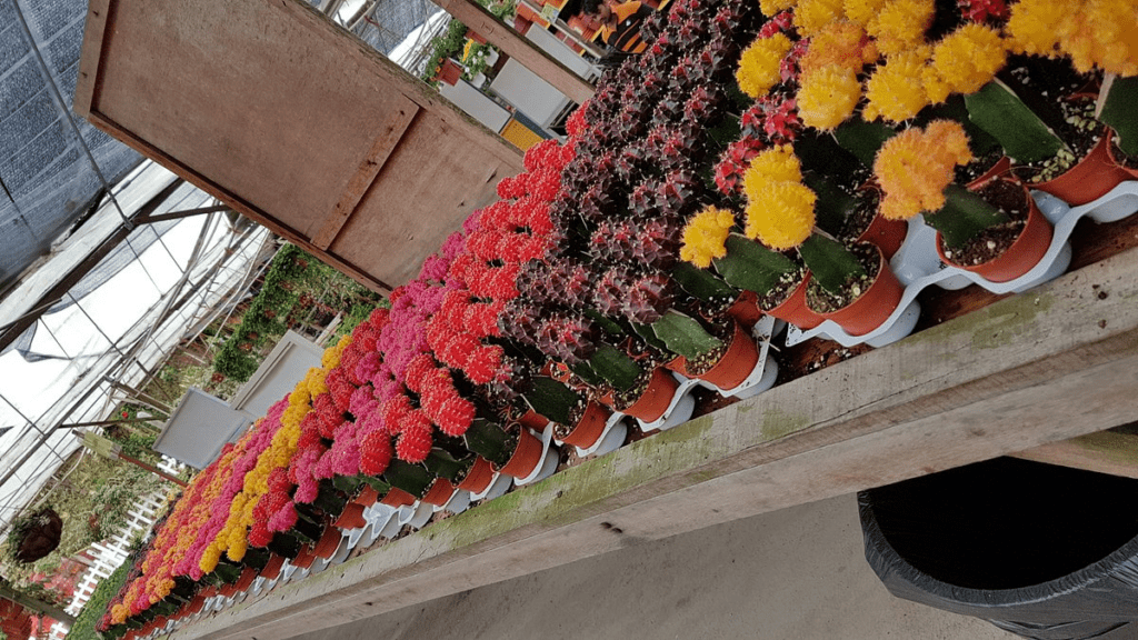 Cactus Garden in Cactus Valley. (Photo credited to TripAdvisor.com)