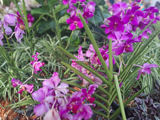 More flowers can be found at the DBKL garden showcase.