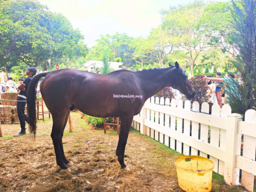 You can catch sight of the majestic horse, exuding strength and grace as it adds to the enchanting atmosphere of the park.