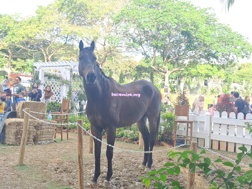 The horse at Putrajaya Royal Floria 2024