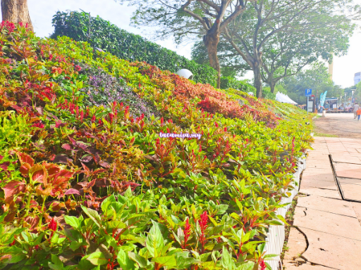 Putrajaya Royal Floria 2024 festival features displays of over 700,000 flowers and 500 stunning garden designs, with even the walkways lined with beautiful, blooming flowers, creating a vibrant and immersive experience for visitors.