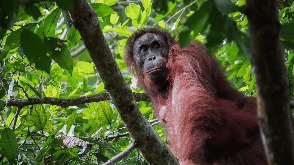 Sepilok Orangutan Rehabilitation Centre, Sabah.