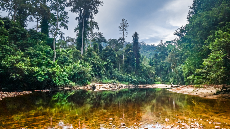 Taman Negara National Park, Pahang