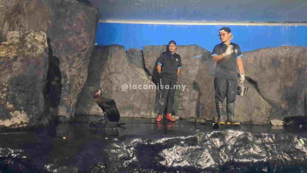 Penguin feeding sessions.