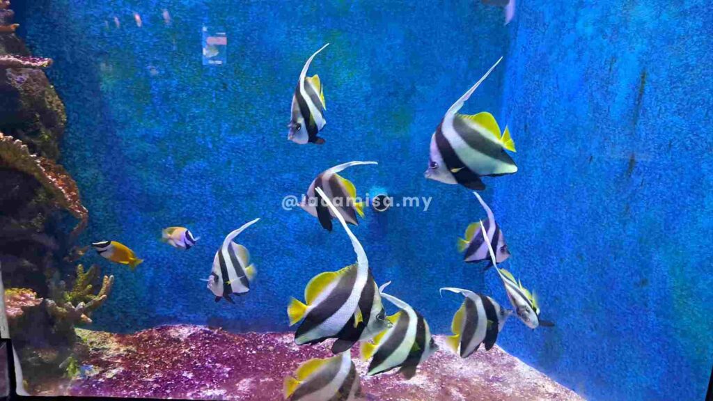 Vibrant marine life in Underwater World Langkawi.