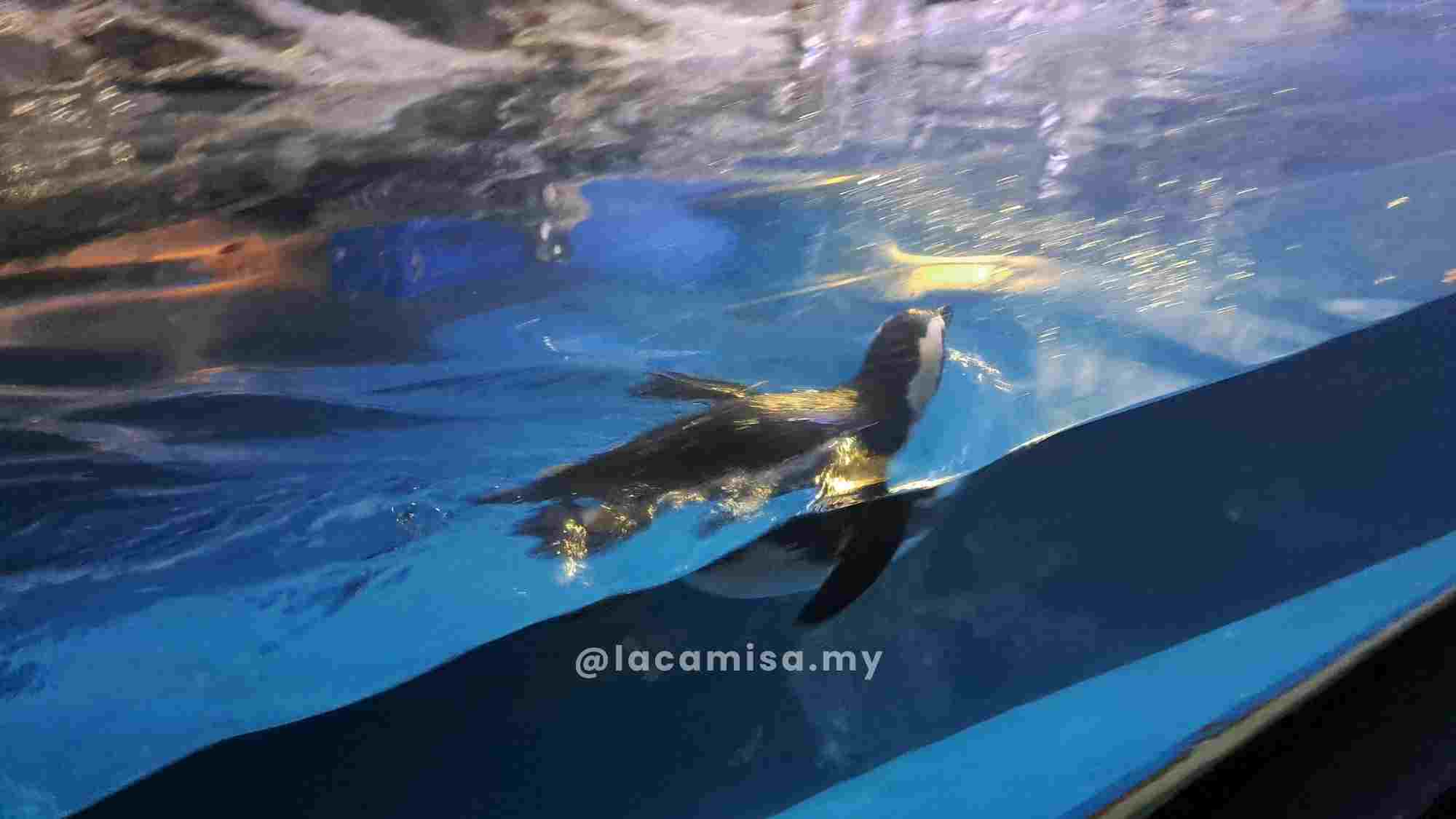 Langkawi Underwater World-penguin swimming